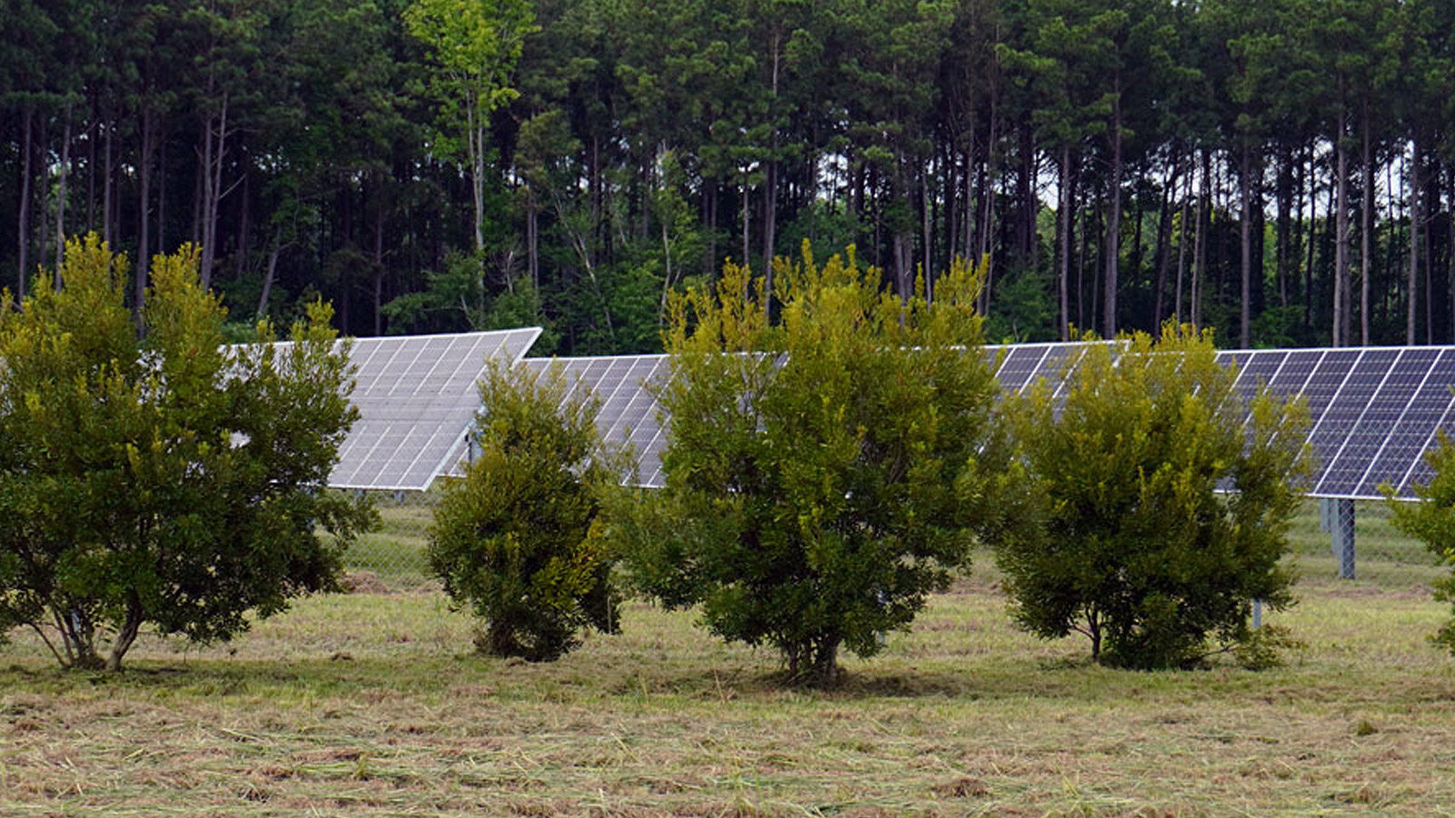 solar panels in the field